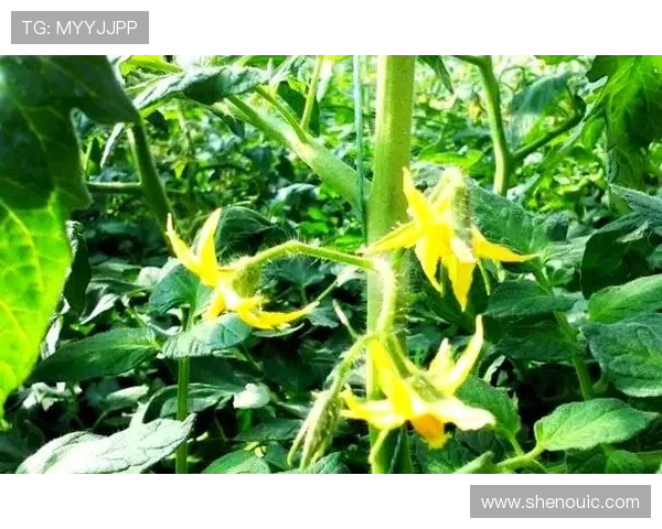 打造健康体魄：科学健身计划与饮食管理全方位指南